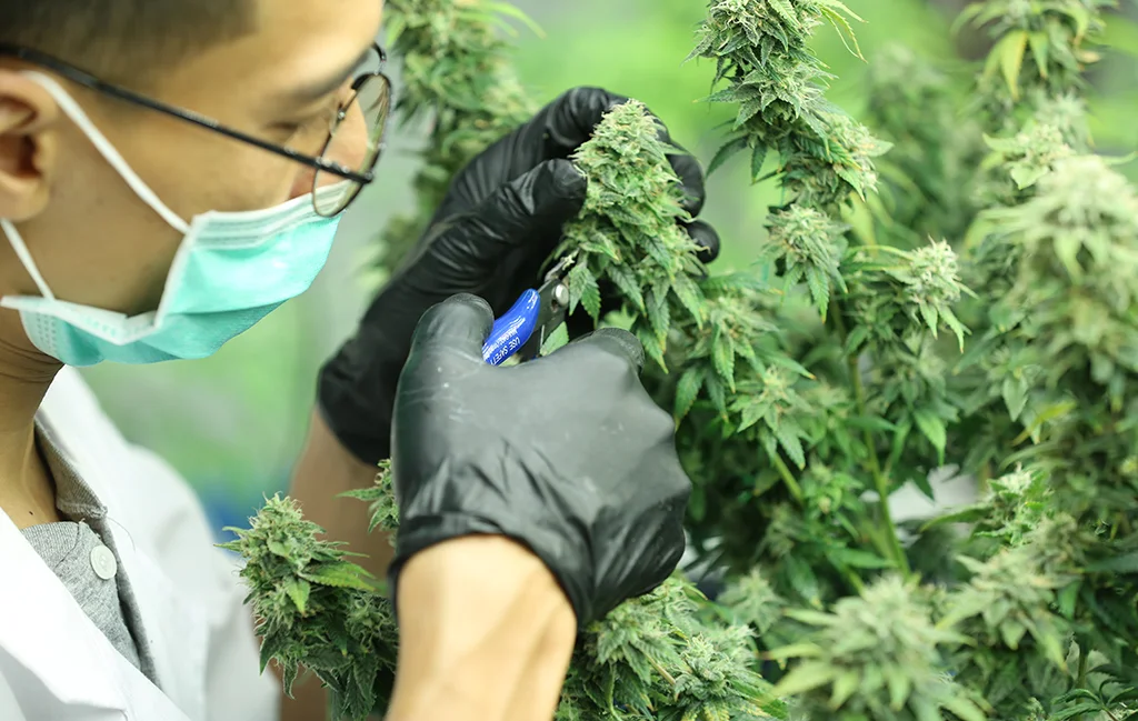 Scientist wearing gloves and a face mask examines a cannabis plant in a controlled cultivation environment, highlighting advancements in Canada's legal cannabis industry.